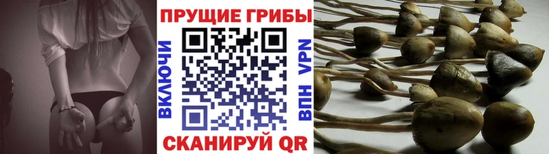 дарнет шоп Малоярославец Псилоцибиновые грибы ЛСД